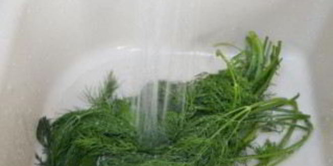 Рецепт быстрые маринованные огурцы