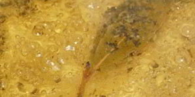 Рецепт быстрые маринованные шампиньоны