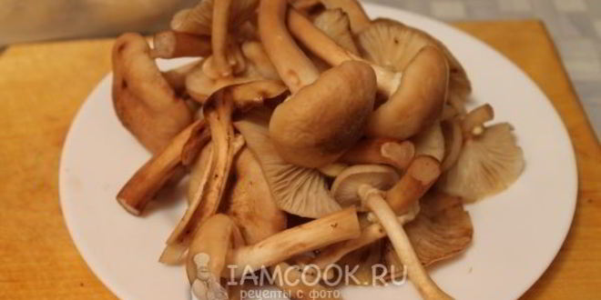 Рецепт маринование опят без стерилизации на зиму