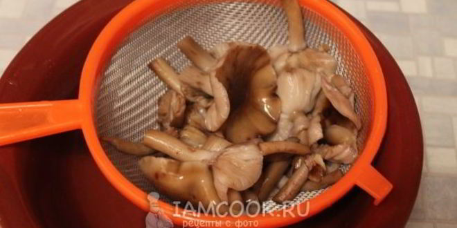 Рецепт маринование опят без стерилизации на зиму