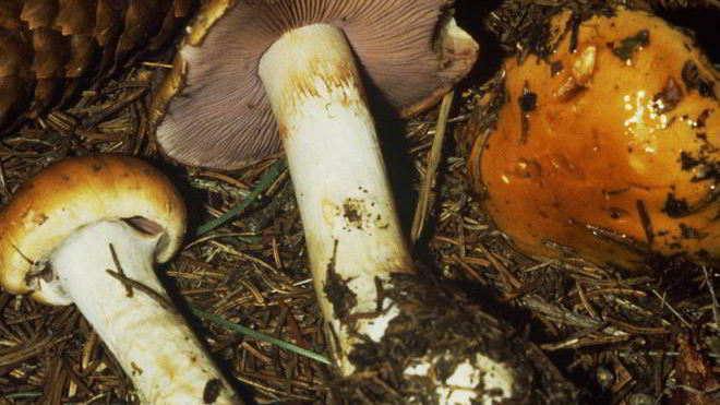 Рецепт Маринованный желтый паутинник