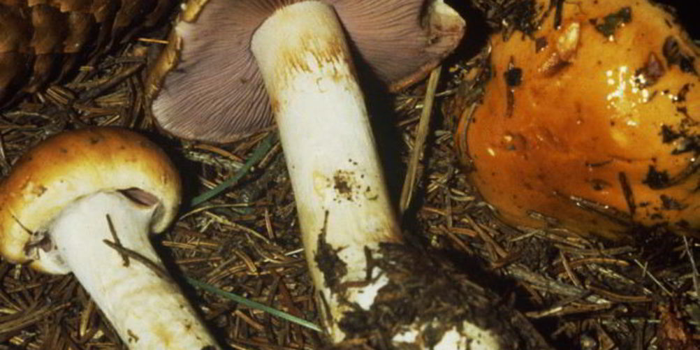 Как приготовить маринованный желтый паутинник