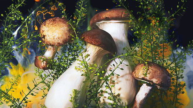 Рецепт Маринованные грибы подтопольники