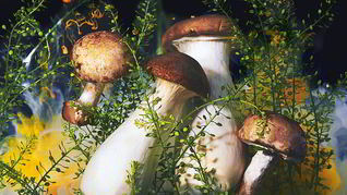 Рецепт Маринованные грибы подтопольники