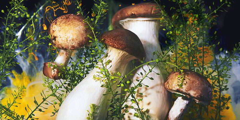 Как приготовить маринованные грибы подтопольники