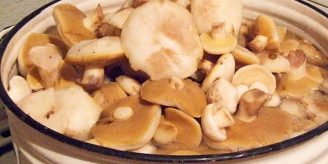 Рецепт маринованные маслята на зиму