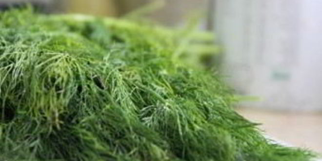 Рецепт маринованные огурцы без уксуса