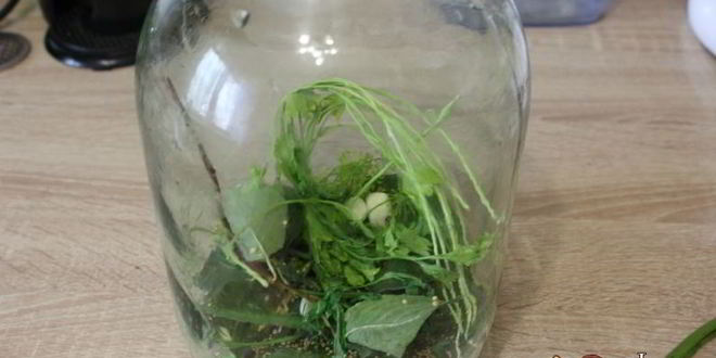 Рецепт маринованные огурцы