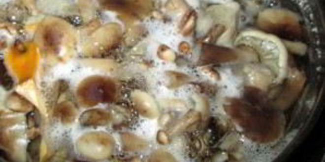 Рецепт маринованные опята без уксуса