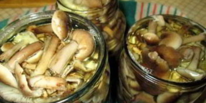 Рецепт маринованные опята без уксуса
