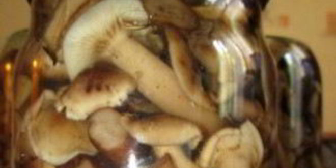 Рецепт маринованные опята с уксусом