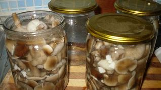 Рецепт Маринованные опята