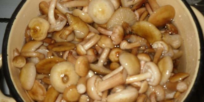 Рецепт маринованные опята