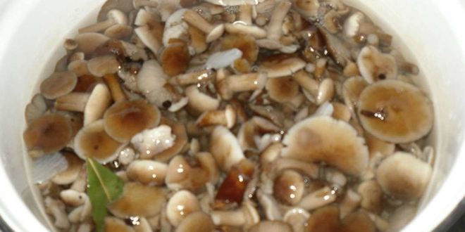 Рецепт маринованные опята