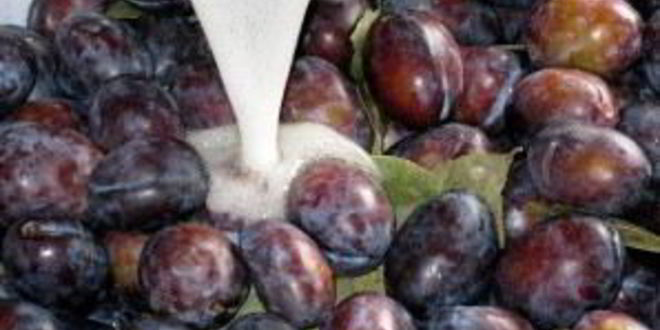 Рецепт маринованные сливы на зиму