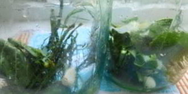 Рецепт маринованные соленые огурцы