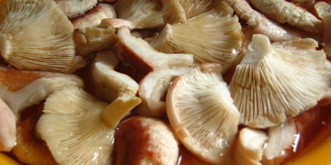 Рецепт маринованные волнушки