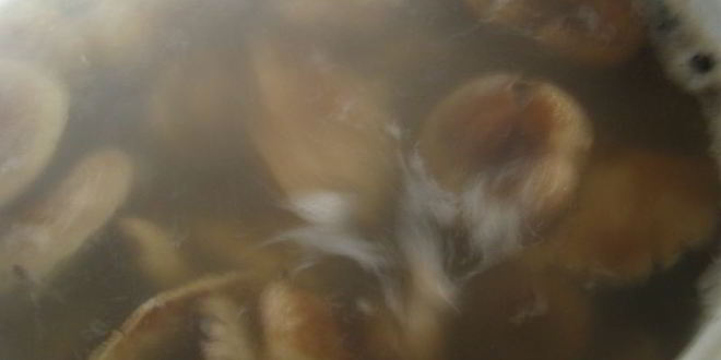 Рецепт маринованные волнушки