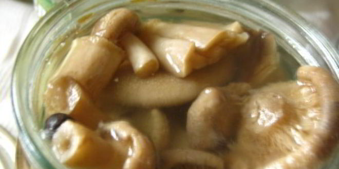 Рецепт маринованные волнушки