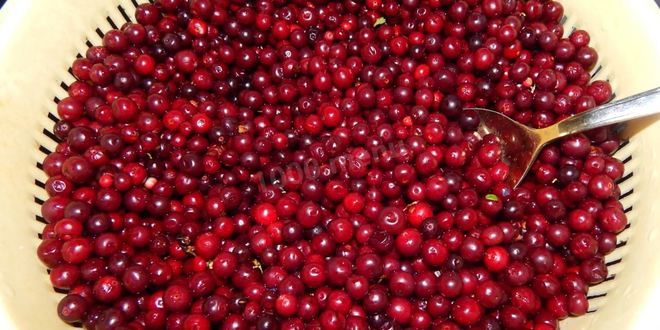 Рецепт моченая брусника на зиму