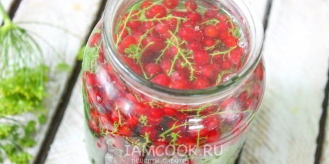 Рецепт огурцы с красной смородиной на зиму