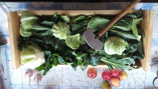 Рецепт Серая квашеная капуста