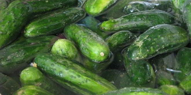 Рецепт соленые хрустящие огурцы на зиму