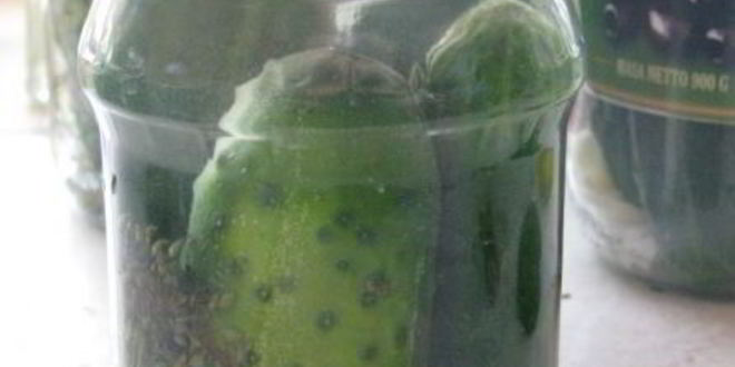 Рецепт соленые хрустящие огурцы на зиму