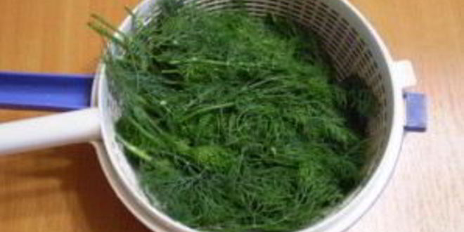 Рецепт укроп на зиму