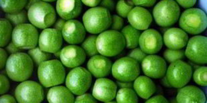 Рецепт ореховое варенье