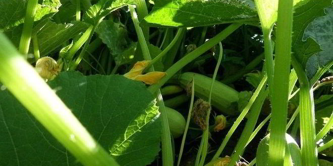 Рецепт цукаты из кабачков