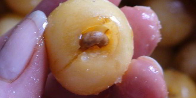 Рецепт варенье из белой черешни