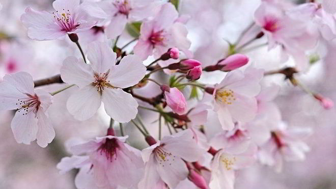 Рецепт Варенье из сакуры