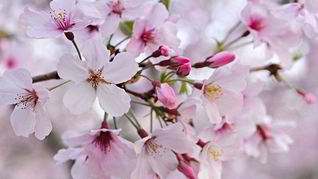 Рецепт Варенье из сакуры