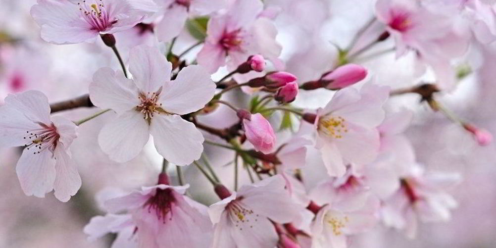 Как приготовить варенье из сакуры