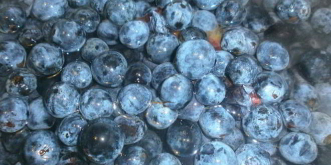 Рецепт варенье из терна