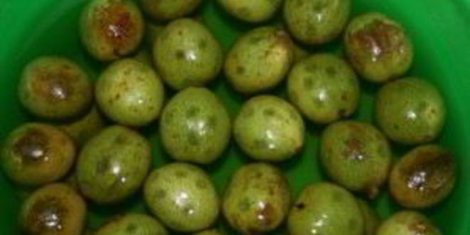 Рецепт варенье из зеленых грецких орехов