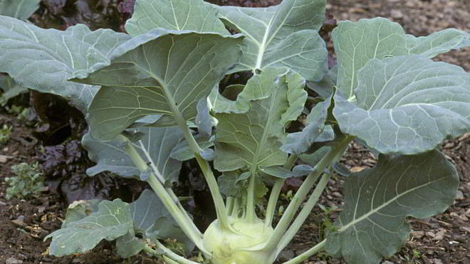 Рецепт Заготовка из кольраби на зиму