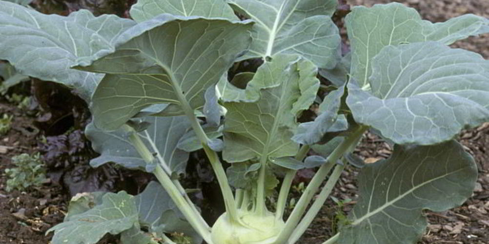 Как приготовить заготовка из кольраби на зиму