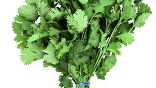 Рецепт Заготовка кинзы на зиму