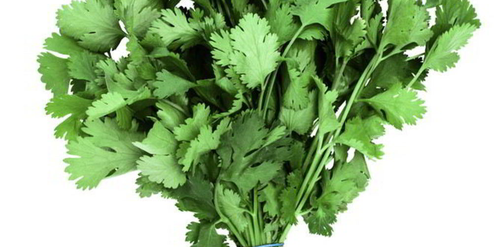 Как приготовить заготовка кинзы на зиму