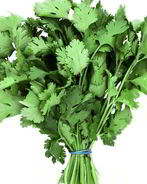 Заготовка кинзы на зиму