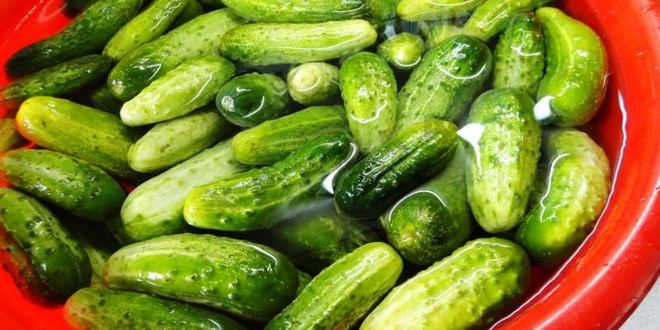 Рецепт засолка бочковых огурцов на зиму