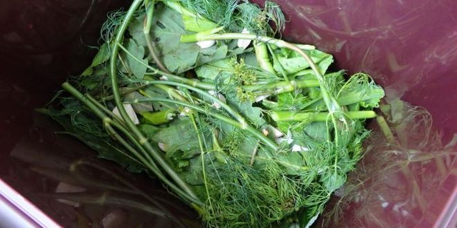 Рецепт засолка бочковых огурцов на зиму