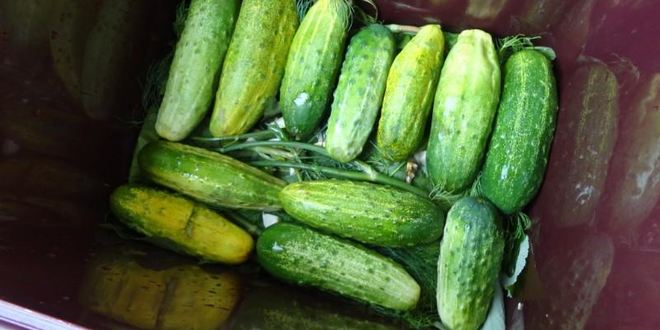 Рецепт засолка бочковых огурцов на зиму