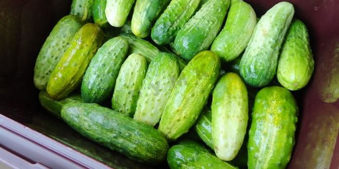 Рецепт засолка бочковых огурцов на зиму