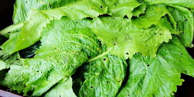 Рецепт засолка бочковых огурцов на зиму