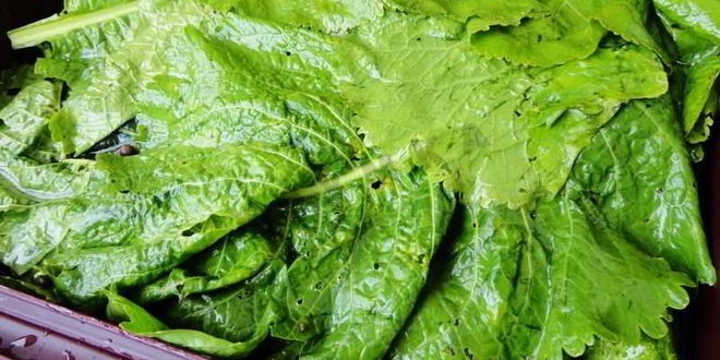 Рецепт засолка бочковых огурцов на зиму