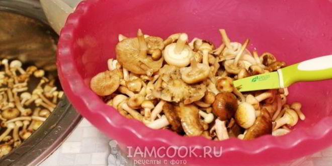 Рецепт засолка опят на зиму горячим способом в банках