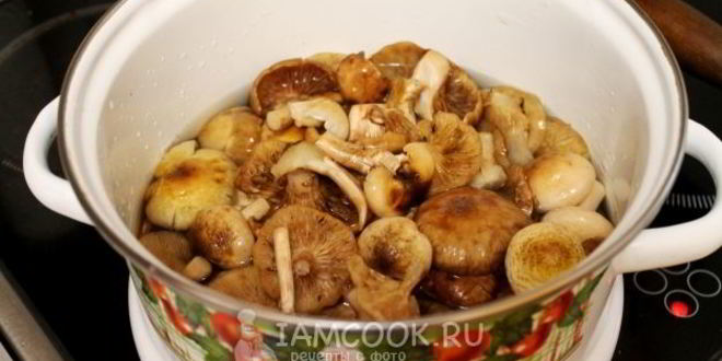 Рецепт засолка опят на зиму горячим способом в банках